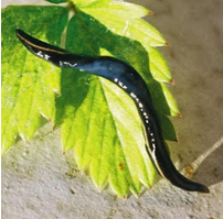 Un mangeur de vers : le plathelminthe
